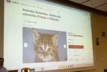 Animalia Domestica