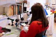 laboratoria Europejskiego Instytutu Morskiego (IUEM) w Plouzané