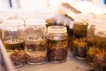 laboratoria Europejskiego Instytutu Morskiego (IUEM) w Plouzané