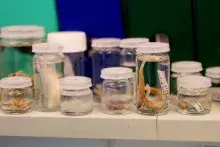 laboratoria Europejskiego Instytutu Morskiego (IUEM) w Plouzané